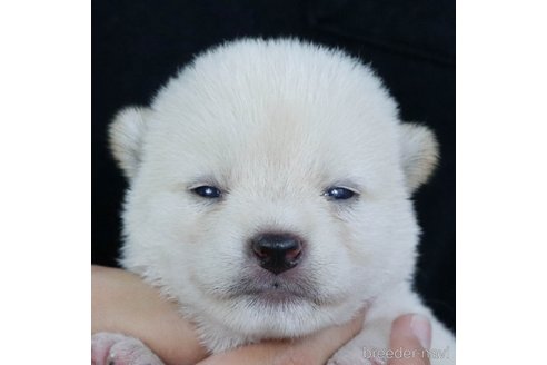 成約済の愛知県の柴犬-324018の2枚目